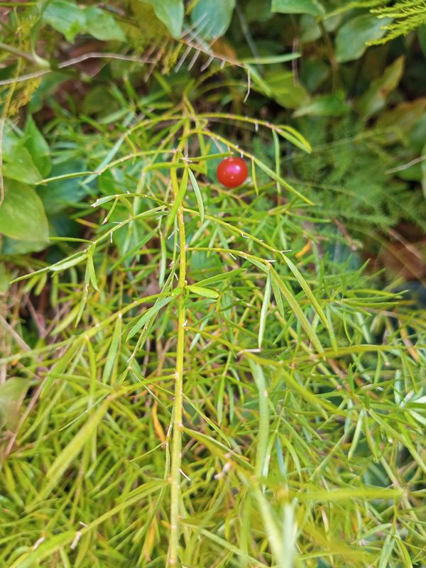 Identificação da planta Alfinete por foto