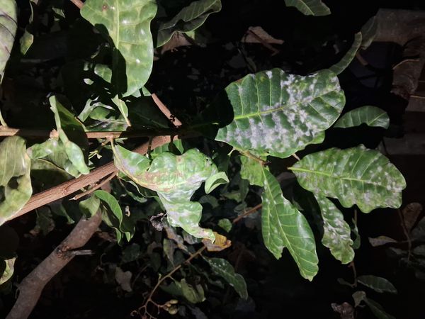 Identificação da planta Caju por foto