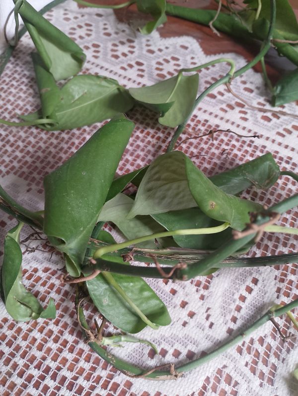 Identificação da planta Salsinha-brava por foto