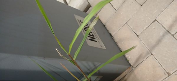 Identificação da planta Capim-annoni por foto