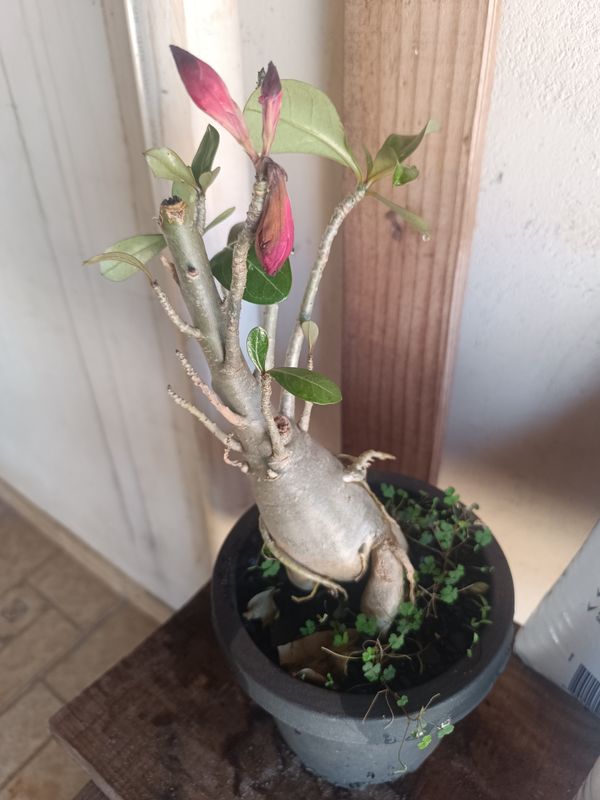 Identificação da planta Rosa do deserto por foto