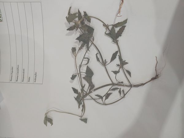 Identificação da planta Canudinho por foto