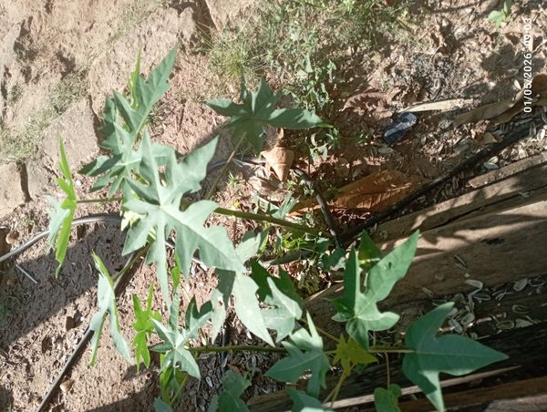 Identificação da planta Mamão por foto