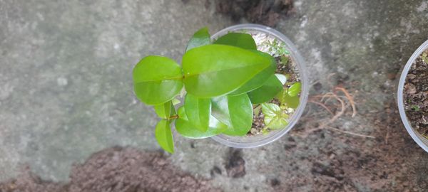 Identificação da planta Pitanga por foto