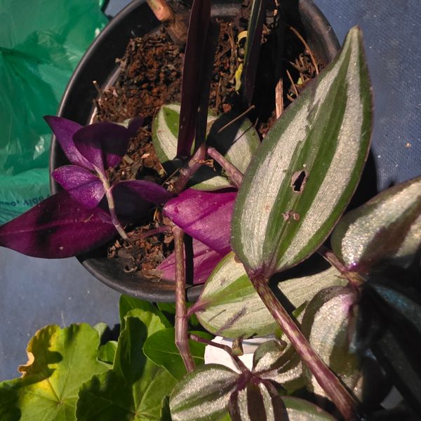 Identificação da planta Lambari por foto