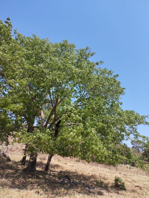 Identificação da planta Chanfuta por foto