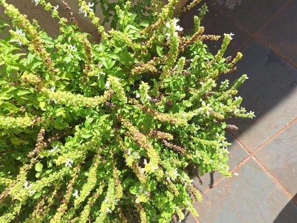 Identificação da planta Manjericão por foto