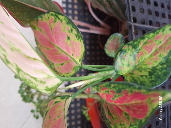 Identificação da planta Café de Salão por foto