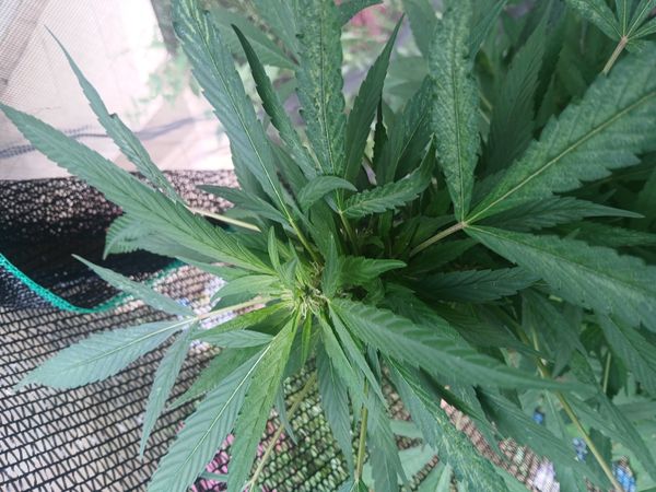 Identificação da planta Maconha por foto