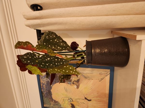 Identificação da planta Begônia maculata por foto
