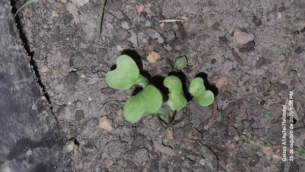 Identificação da planta Agrião por foto