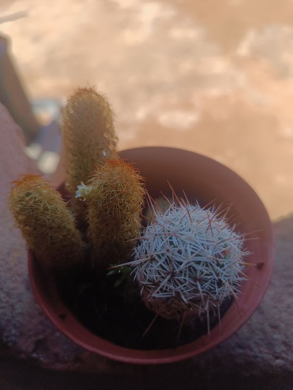 Identificação da planta Cacto-ouriço por foto