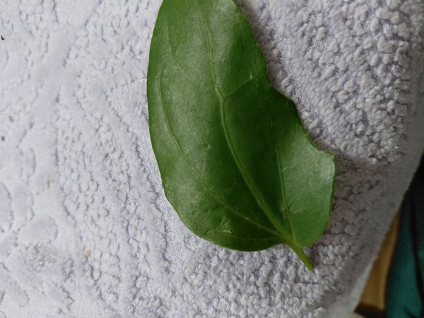 Identificação da planta Guaco por foto