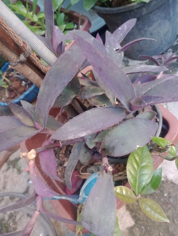 Identificação da planta Trapoeraba-roxa por foto