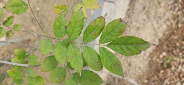 Identificação da planta Glicínia por foto