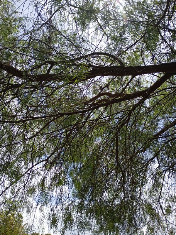 Identificação da planta Aroeira Salsa por foto