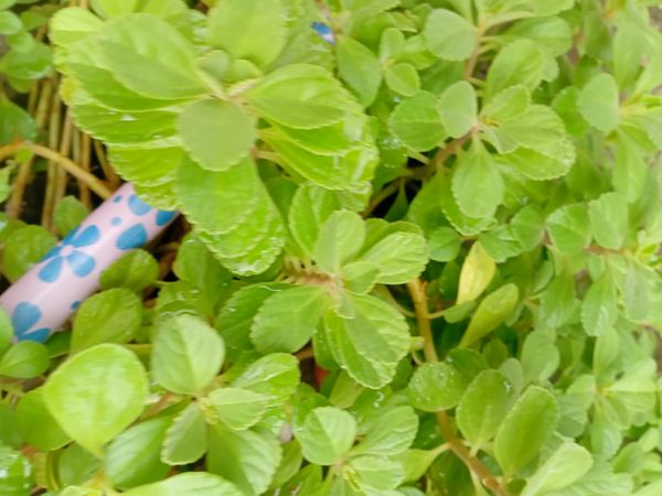 Identificação da planta Coração-roxo por foto