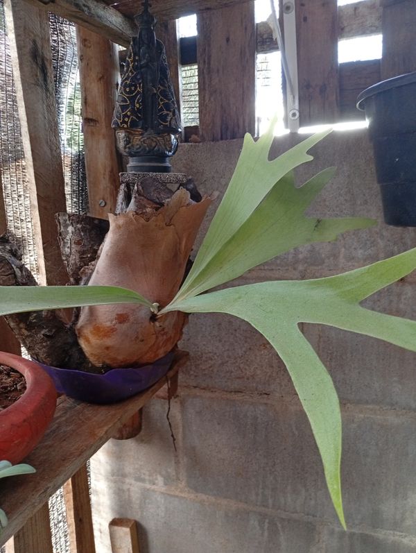 Identificação da planta Samambaia-de-chifre por foto