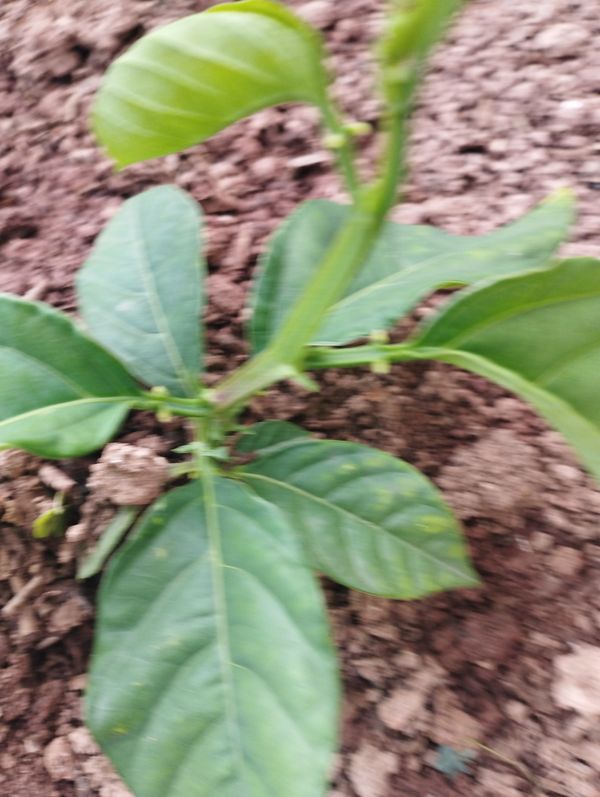 Identificação da planta Maracujá-Doce por foto