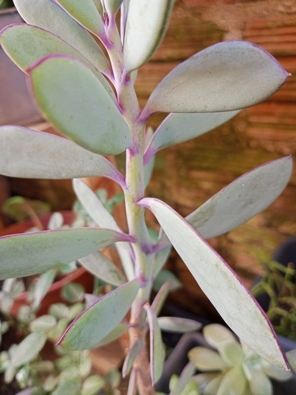Identificação da planta Asa de anjo por foto