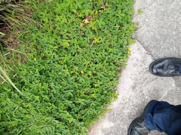 Identificação da planta Amendoim-forrageiro por foto