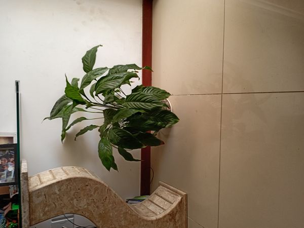Identificação da planta Como cuida do lirio por foto