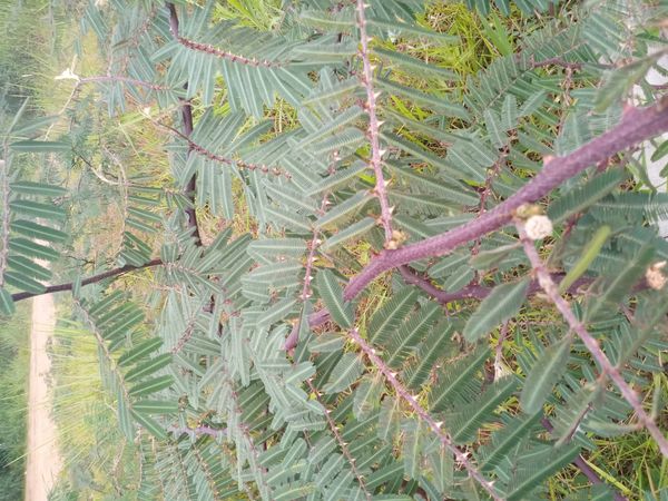 Identificação da planta Jureminha por foto