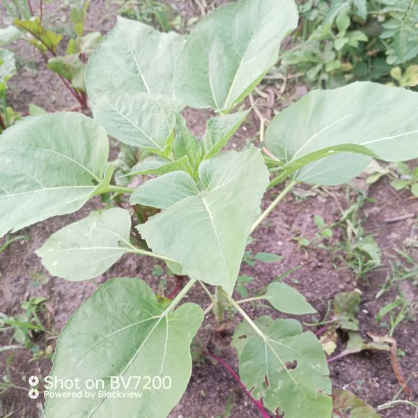 Identificação da planta Girassol por foto