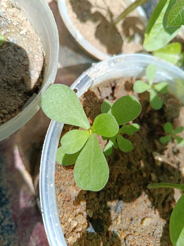 Identificação da planta Portulaca por foto