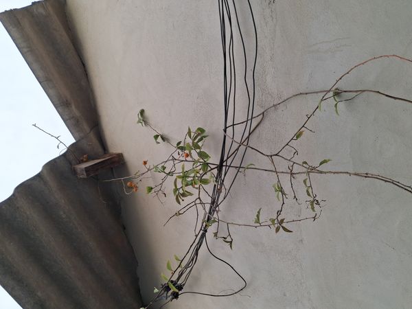 Identificação da planta Escada-de-jacaré por foto