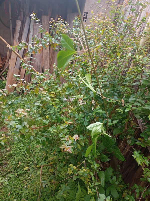Identificação da planta Mil-homens por foto