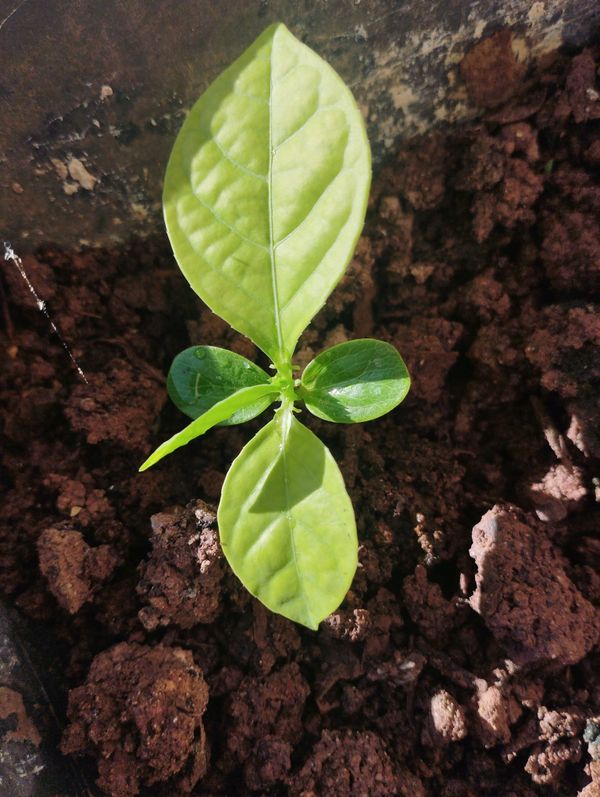 Identificação da planta Pimenta-de-cheiro por foto