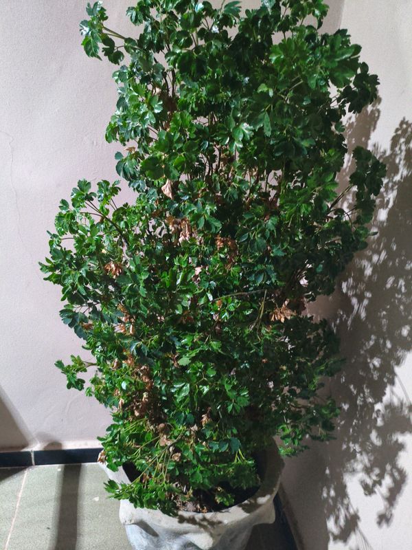 Identificação da planta Árvore-da-felicidade por foto