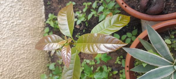 Identificação da planta Abacate por foto