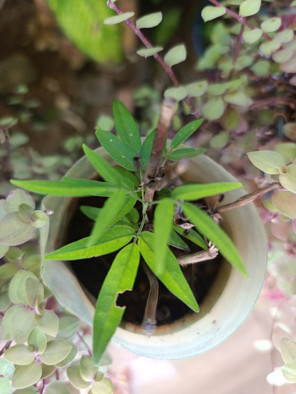 Identificação da planta Crajirú por foto