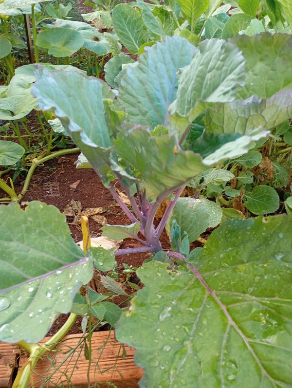 Identificação da planta Couve por foto