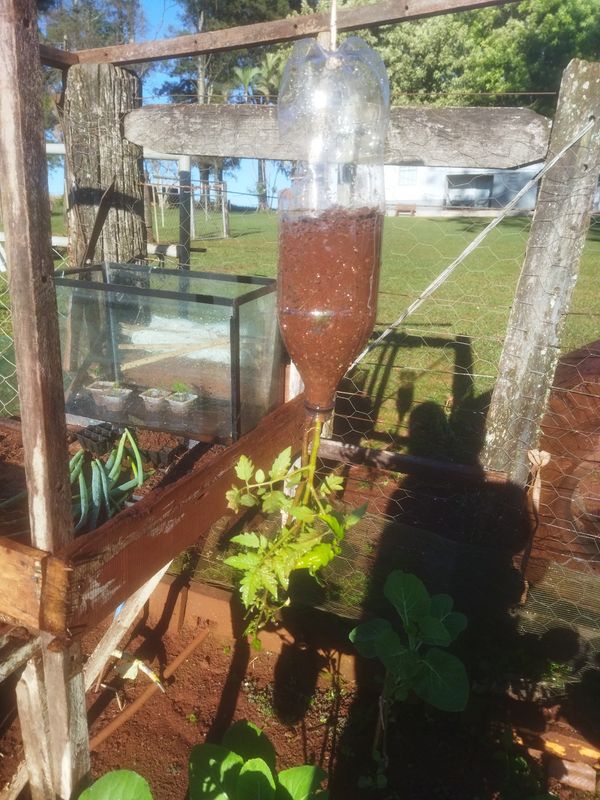 Identificação da planta Jacarandá por foto