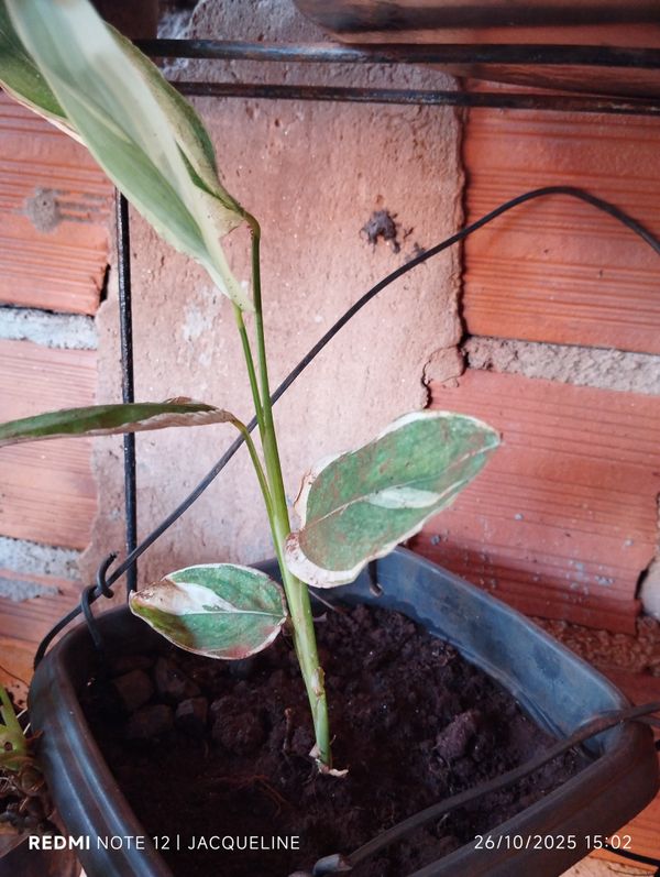 Identificação da planta Araruta por foto