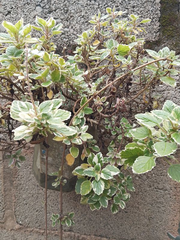Identificação da planta Hortelã Variegata por foto