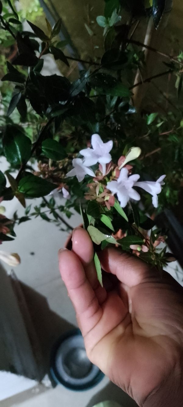 Identificação da planta Abelia por foto