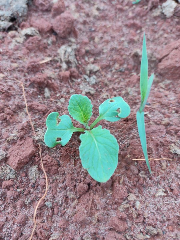 Identificação da planta Nabo-bravo por foto