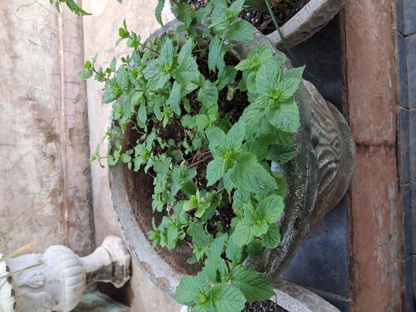 Identificação da planta Hortelã-verde por foto