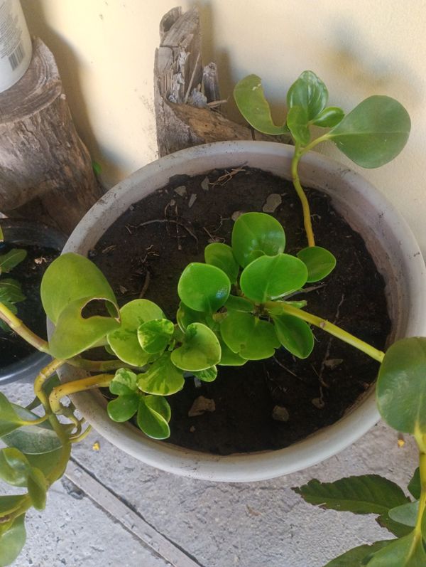 Identificação da planta Peperomia limão por foto