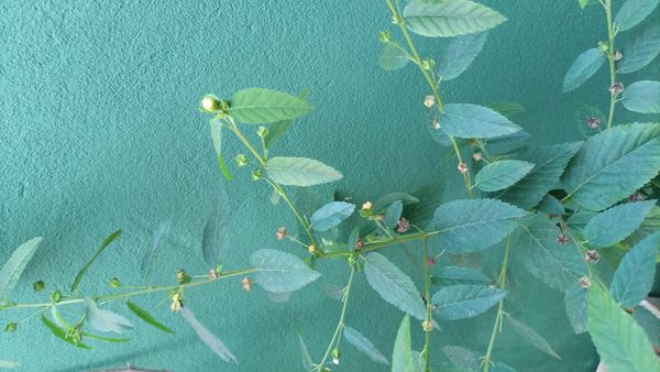 Identificação da planta Guanxuma por foto