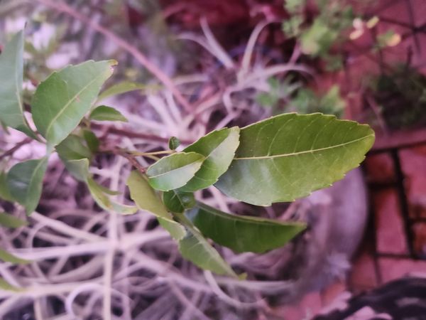 Identificação da planta Chal-chal por foto