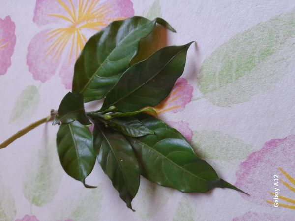 Identificação da planta Jasmim-laranja por foto