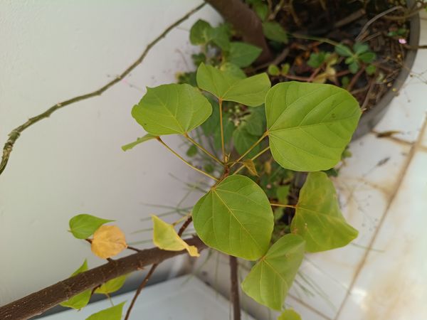 Identificação da planta Urucum por foto