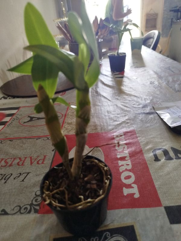 Identificação da planta Orquídea bambu por foto