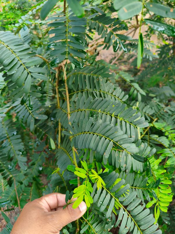 Identificação da planta Canafístula por foto