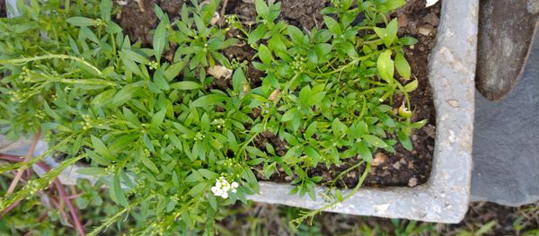 Identificação da planta Alyssum por foto